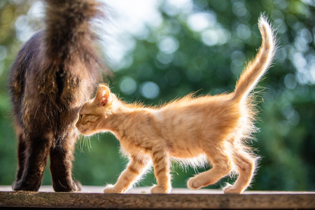 Red little kitten in the morning light. Green blurry background with bokeh