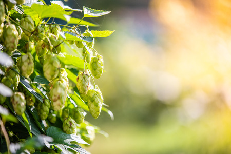 Green  hops in the garden in the morning light