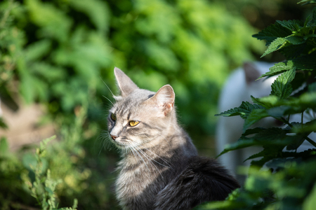 Gray beautiful cat in the grass with morning light.  Blurred green backgroundの写真素材