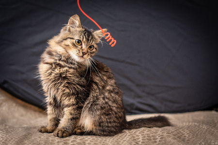 Beautiful fluffy funny cat on the black backgroundの写真素材