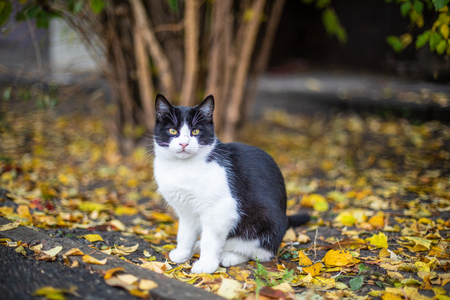 Cat is sitting on the street.の写真素材