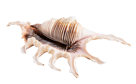 Sea shell isolated on white background. Clipping pathの写真素材