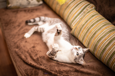 Funny beautiful cat at home