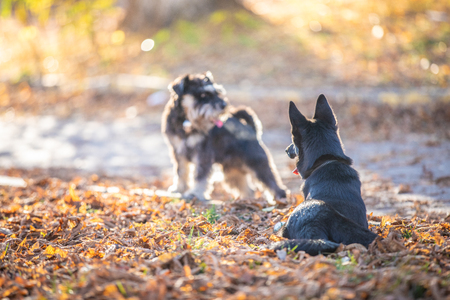 Two dogs playing in the park. Autumn