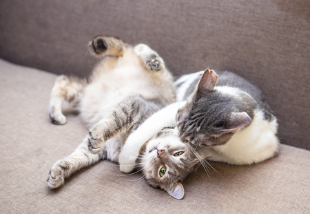 Two cats playing on the couch at home