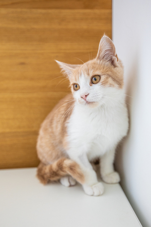 Little funny kitten isolated on white backgroundの写真素材