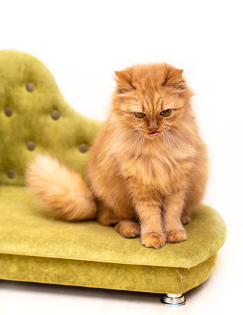 Red funny cat in cofa isolated on white backgroundの写真素材