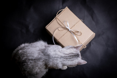 Background with gift box and gray catの写真素材