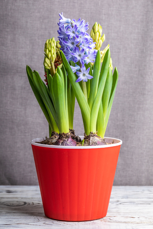 Beautiful hyacinths on gray backgroundの写真素材