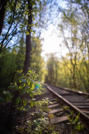 Single-track railway line in summer forestの写真素材