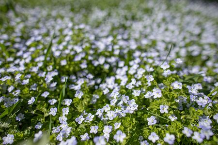 White wildflowers on blurred backgroundの写真素材