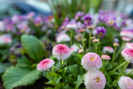White wildflowers on blurred backgroundの写真素材