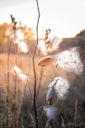 Landscape with Virginia silkweed on wild field at sunsetの写真素材