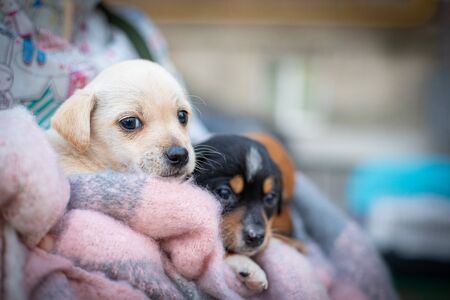 Three little puppies in a light blanketの写真素材