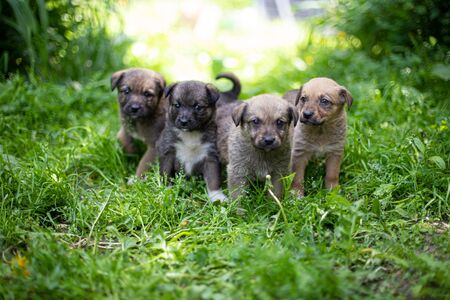 Little dog (puppy) on the grass in summerの写真素材