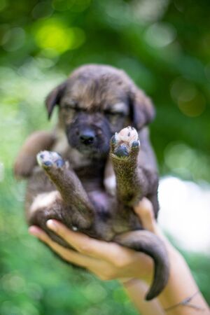 Little dog (puppy) in the handの写真素材