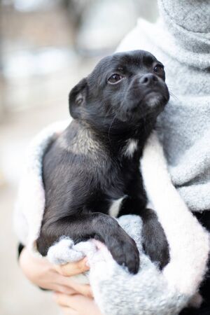 Little dog (puppy) in the handsの写真素材