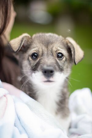 Puppy with spring foliage bokeh and sunset light