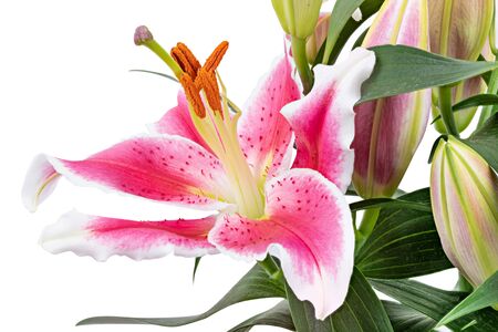 Fresh lily isolated on white backgroundの写真素材