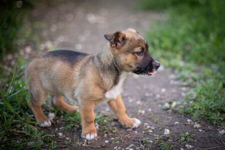 Puppy with spring foliage bokeh and sunset lightの写真素材