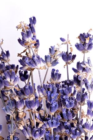 Lavender isolated on white backgroundの写真素材