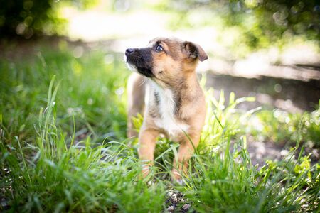 Puppy with spring foliage bokeh and sunset lightの写真素材