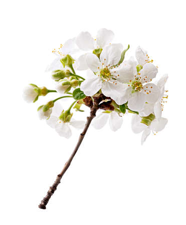 Blossom isolated on white background. Clipping pathの写真素材