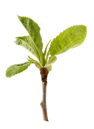 Baby leaf isolated on white background. Clipping path
