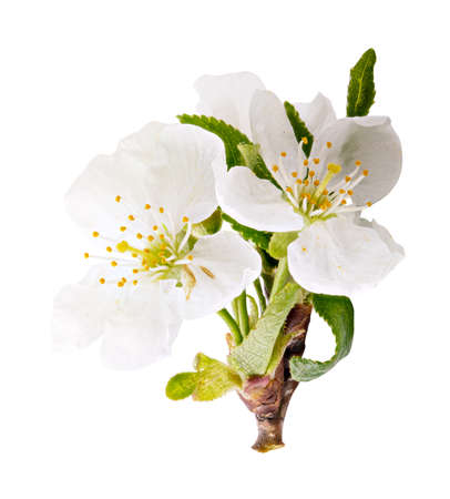 Blossom isolated on white background. Clipping pathの写真素材