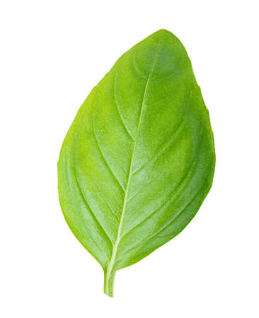 Fresh basil isolated on white background. Clipping path