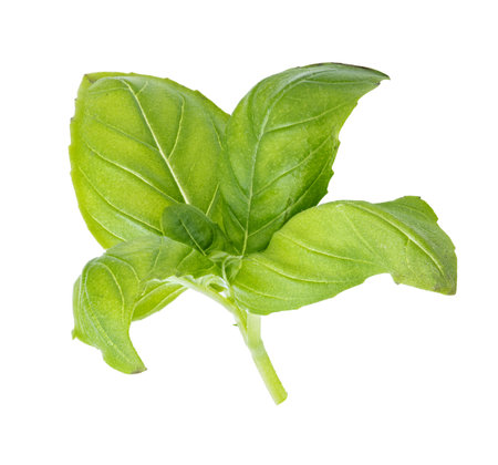 Fresh basil isolated on white background. Clipping pathの写真素材
