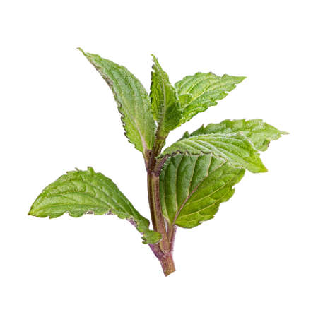 Fresh mint leaf isolated on white background. Clipping path