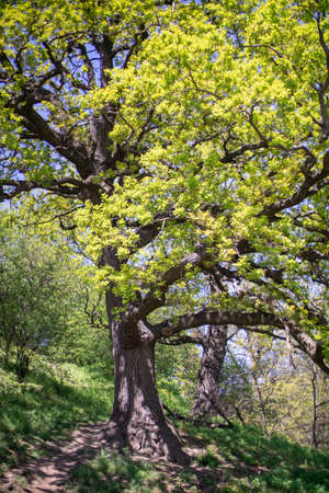Oak tree in the forest on summerの写真素材