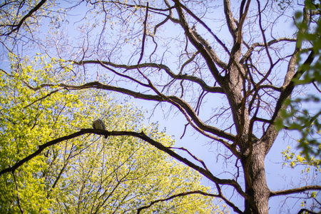 Oak tree in the forest on summerの写真素材