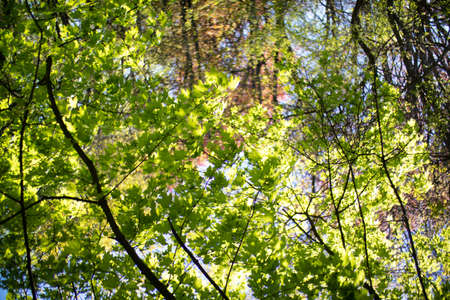 Background from green leaves on a tree and sky