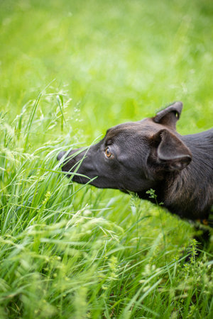 Funny cat smilling, domestic catの写真素材