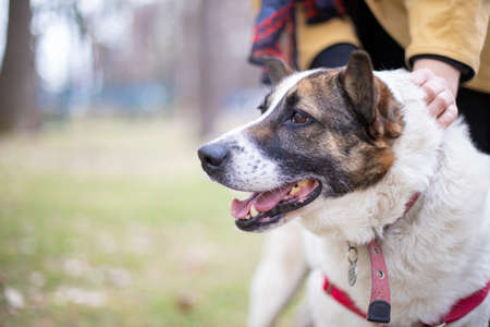 Funny dog smilling, domestic dog