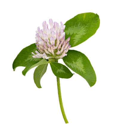 Clover flower isolated on white background. Clipping pathの写真素材