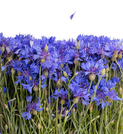 Fresh cornflower isolated on white background. Clipping path