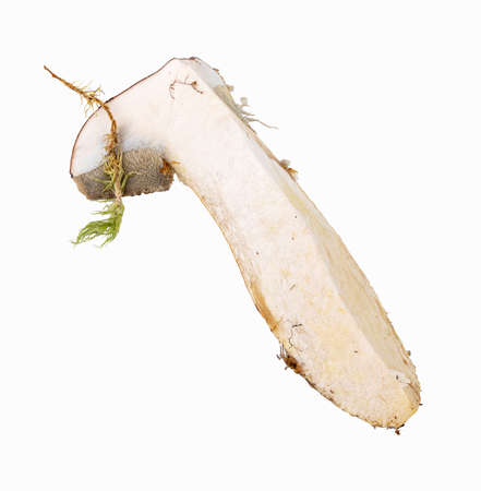 Sliced wild mushroom  on whita background. Clipping pathの写真素材