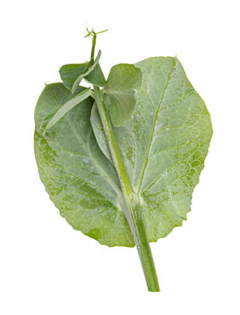 Fresh green pea leaves isolated on white backgroundの写真素材