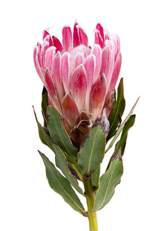Fresh protea flower isolated on white background. Clipping pathの写真素材