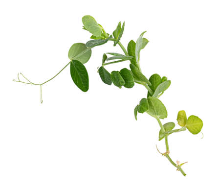 Fresh green pea leaves isolated on white backgroundの写真素材