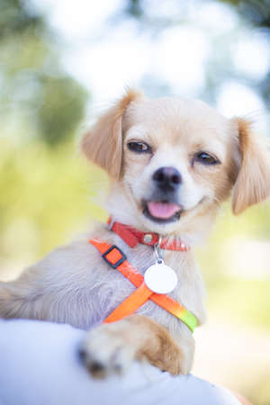 Funny dog smilling, domestic dogの写真素材