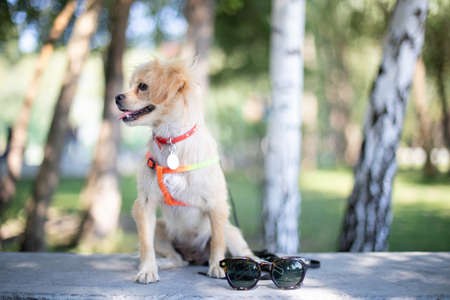 Funny dog smilling, domestic dog