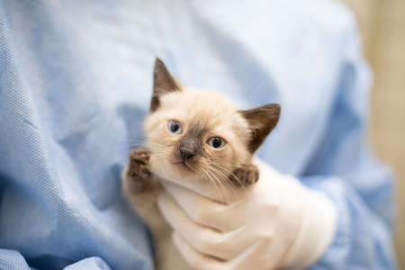 Funny cat smilling, domestic cat