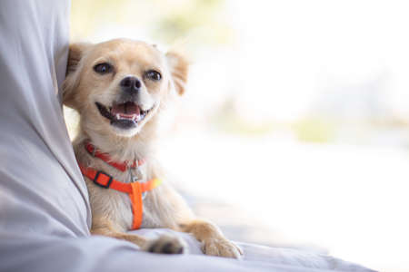 Funny dog smilling, domestic dogの写真素材