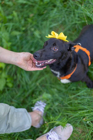 Funny dog smilling, domestic dogの写真素材