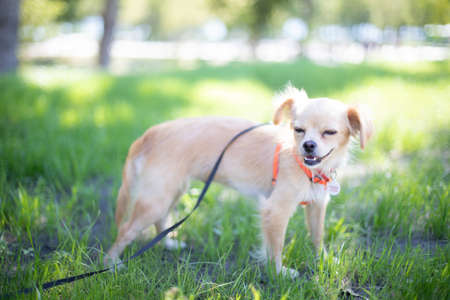Funny dog smilling, domestic dogの写真素材