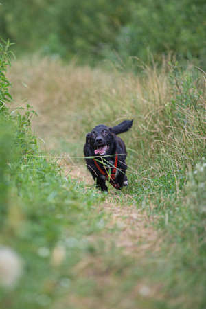 Funny dog smilling, domestic dogの写真素材